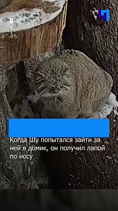 ������ �� � ���� ������� ����������� � ������������� ��������