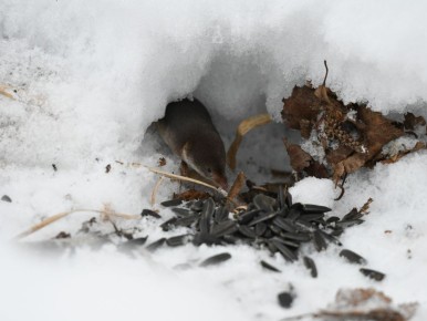 � ����������� ���������� ����������� �� ���� �������-���������