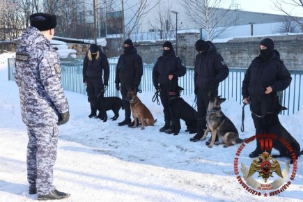 Росгвардия проверила натренированность служебных собак в Петербурге и Ленобласти