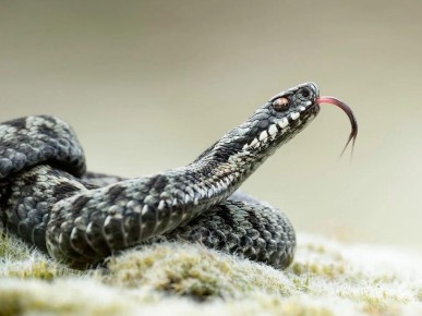  ���������� ����������� ��-�� ������ ����� ���������� ������