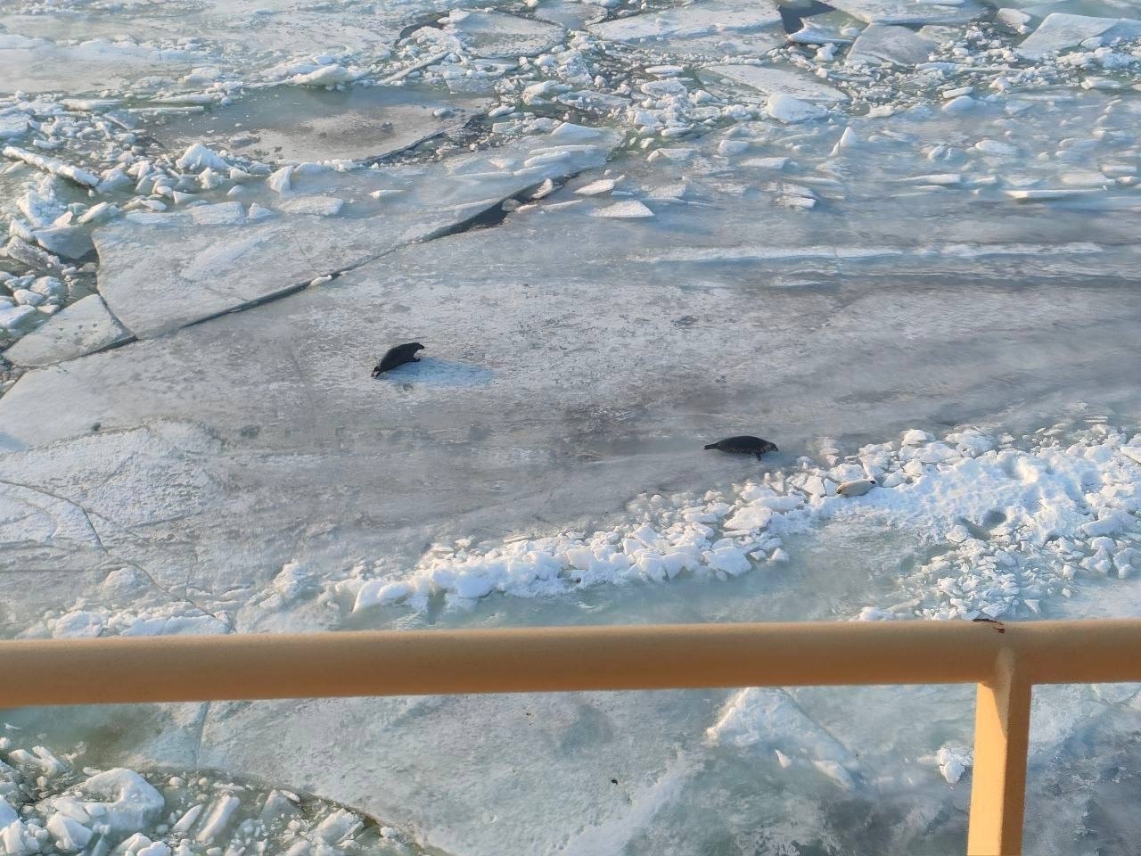 Лед на Финском заливе и Ладоге создал идеальные условия для размножения ластоногих Лед на Финском заливе и Ладоге создал идеальные условия для размножения ластоногих