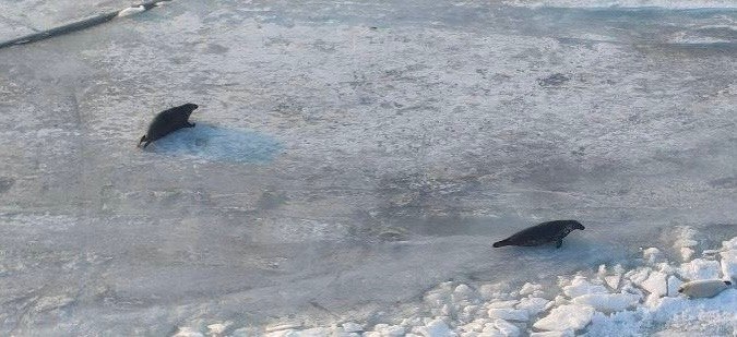 Лед на Финском заливе и Ладоге создал идеальные условия для размножения ластоногих Лед на Финском заливе и Ладоге создал идеальные условия для размножения ластоногих