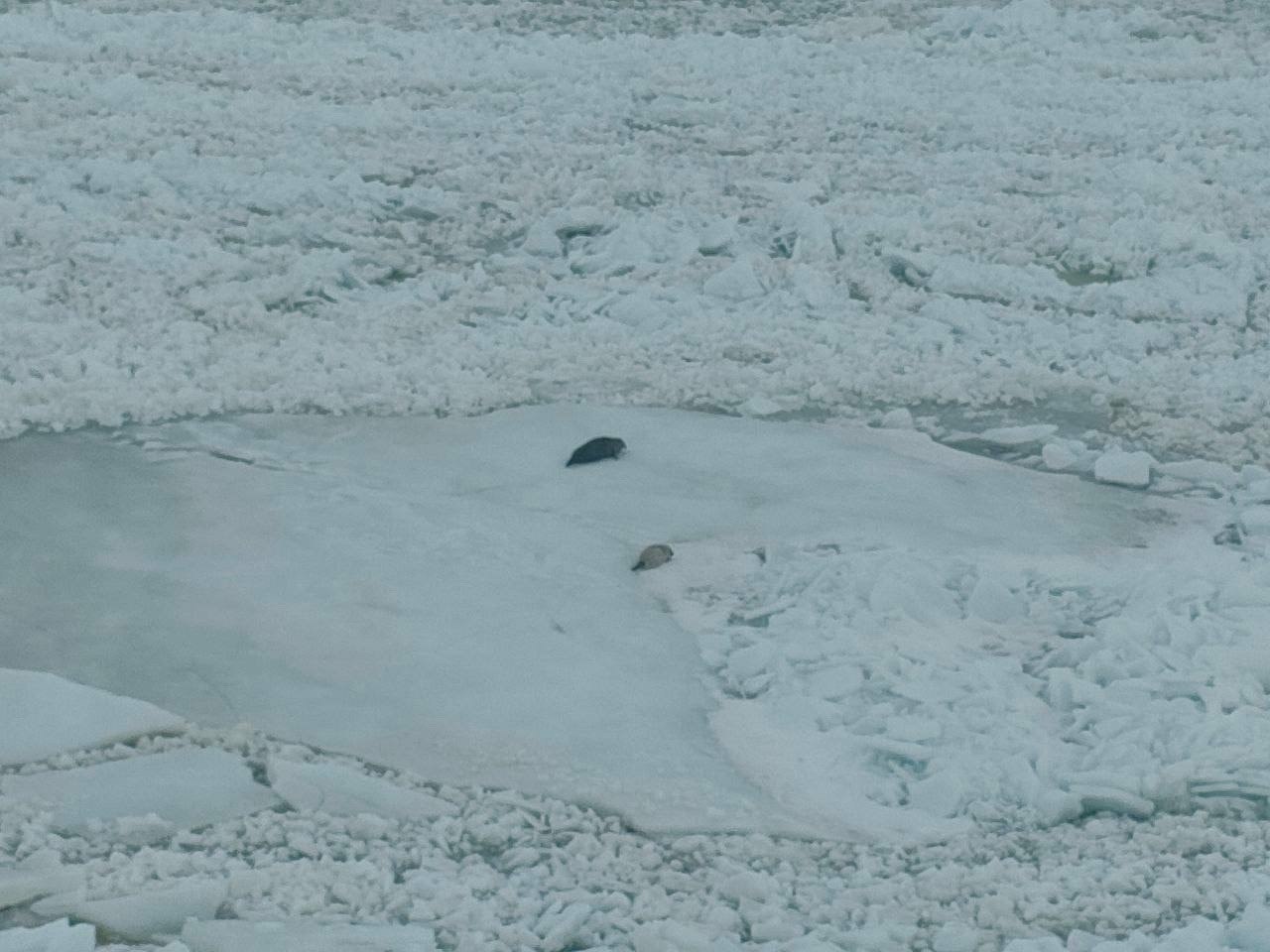 Лед на Финском заливе и Ладоге создал идеальные условия для размножения ластоногих Лед на Финском заливе и Ладоге создал идеальные условия для размножения ластоногих