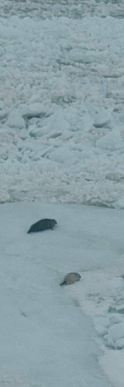 Лед на Финском заливе и Ладоге создал идеальные условия для размножения ластоногих