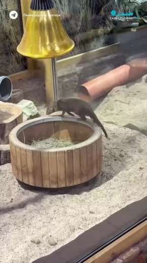 ������ ����������, ������ ���������� ������� �� �������������� �������� �������� �� ��������� � �������� ��������