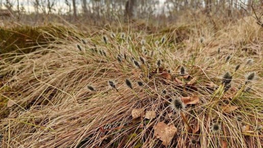 ��������: �������� ��������� � ������� �������, ������ ����������� � ����� ������������ � ����������