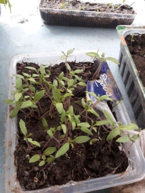 ��� �������� ������ � ����������� �������, ������� ������� ������� ������