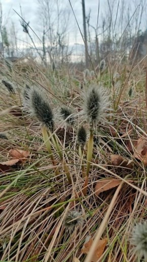 �� ������� ���������� ������� ������ �����������