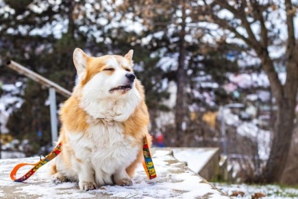 ��� ���������� � �������, ������� �������: ������ �� ��������