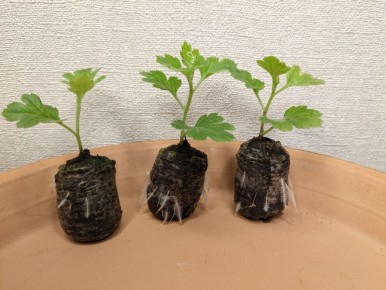 ��� ��������� ���������� �����������: ������� ��������� ������������� ����