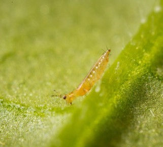 ������: ��� �������� �������� �� ���������� ������