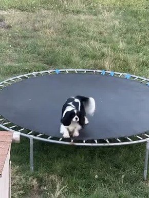 ���� 1 ������ ������ ������������� �������: ���������, ��������� �� �������, �������� - ������������ ����� �� ������, ������ �� �����