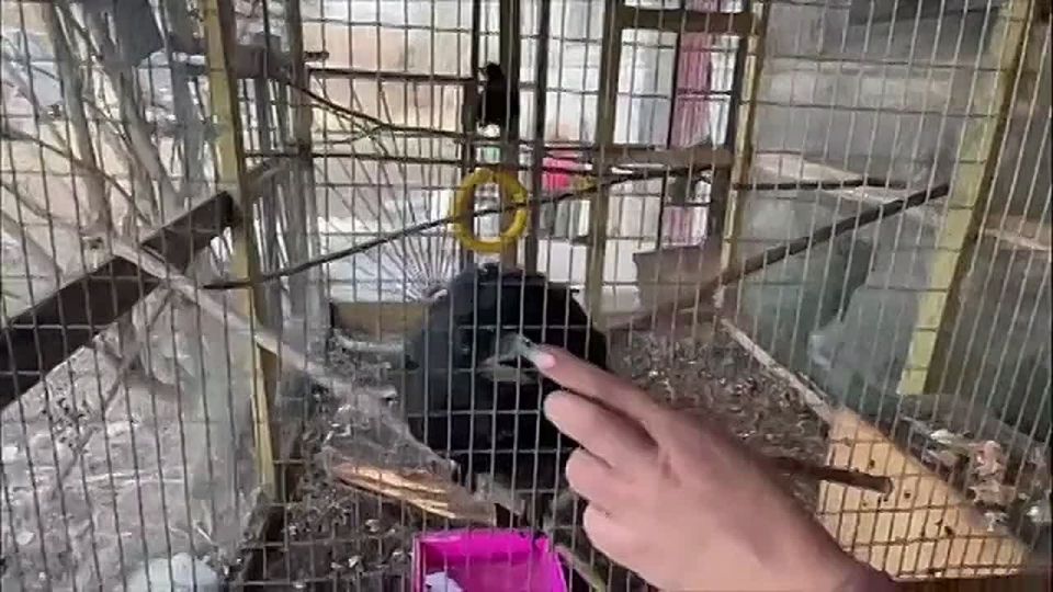 ��������������� ������� ����� ������������ ����� �������� "�����" �� ������������ ������ ����������