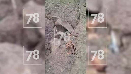 Останки 40 бойцов времен ВОВ нашли в Ленобласти при раскопках