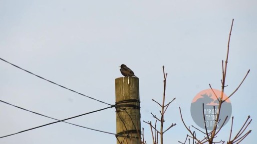 Скворцы вернулись в Ленобласть и приступили к активному поиску пары