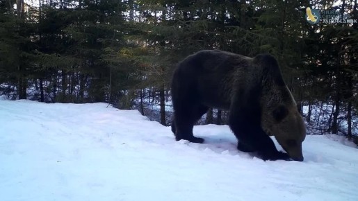 � �����-�������� ����������� ������� ����� �� ������