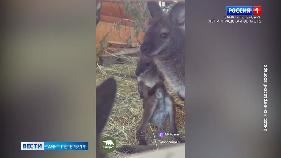 � ������������� �������� ������ ������� ����� ������