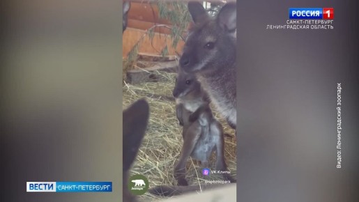 � ������������� �������� ������ ������� ����� ������