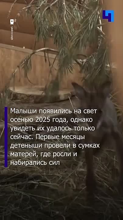 ����-��� � �������: � ������������� �������� �������� ������ ������ ������� ��������