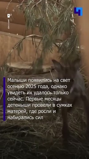 ����-��� � �������: � ������������� �������� �������� ������ ������ ������� ��������