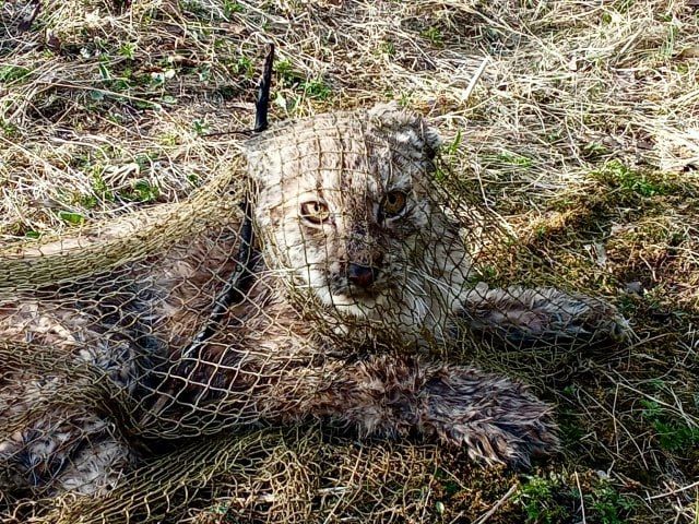 ����, ������� ���������� ������ � ���������� ������ ����������, ������� �������