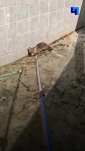 � �������� ������ ���� �� �������: ������� ������� � ����� �������