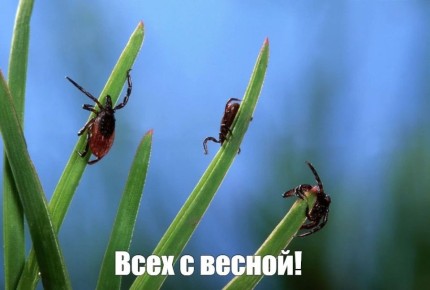����� �������� 43 ������ �������