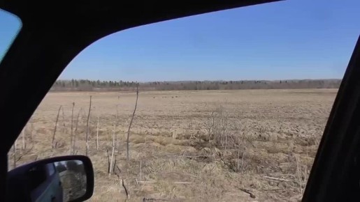 Александр Дрозденко показал стаи гусей на полях Волховского района