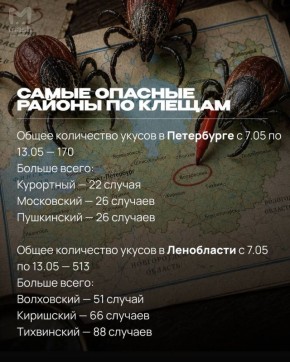 Самые опасные районы по количеству клещей в Петербурге — Пушкинский, Московский и Курортный
