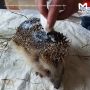Бритый под 0,5 ёжик из Ленобласти теперь отдыхает в массажном олл-инклюзив