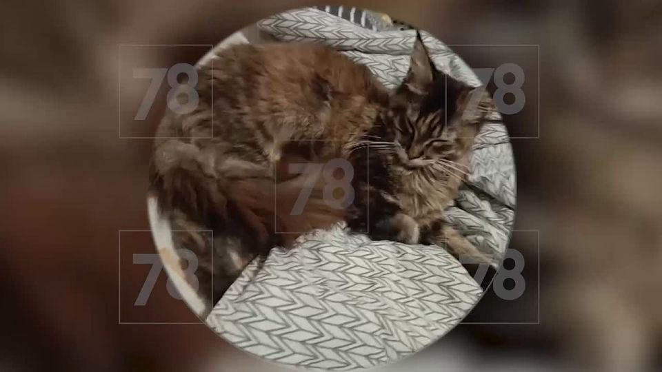 Восьмимесячная кошечка Вишня вернулась к хозяйке