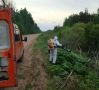 С начала сезона в Ленобласти от борщевика обработано 1 560 га земель поселений и 377 га вдоль региональных дорог.