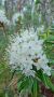На болотах Ленобласти зацвел опасный багульник