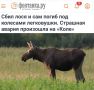 «Страшная авария произошла на «Коле»: Водитель в Ленобласти сбил лося и погиб под колесами собственного автомобиля