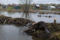 Бобров из Ленобласти подозревают в подтоплении 45 участков
