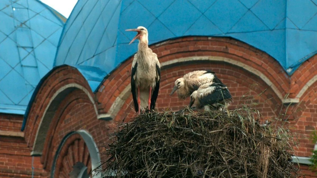 У белых аистов, обитающих у храма в Рождествено, подрастают птенцы У белых аистов, обитающих у храма в Рождествено, подрастают птенцы