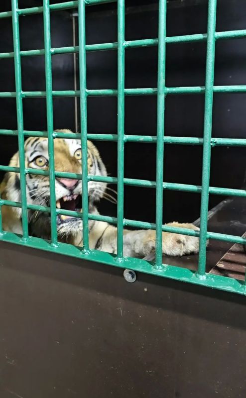 Двух амурских тигриц привезли в хоспис для крупных кошек Двух амурских тигриц привезли в хоспис для крупных кошек