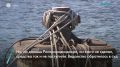 73 миллиона рублей требует Росприроднадзор с собственника затонувшего у Выборгской набережной дебаркадера