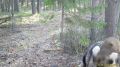В Ленобласти кабан сменил шубку, но остался верен любимому чесальному дереву В Нижне-Свирском государственном заповеднике фотоловушка у чесального дерева несколько месяцев снимала одного и того же пятнистого кабана. На одном...