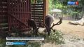 В Ленинградском зоопарке подросли два детеныша северного оленя