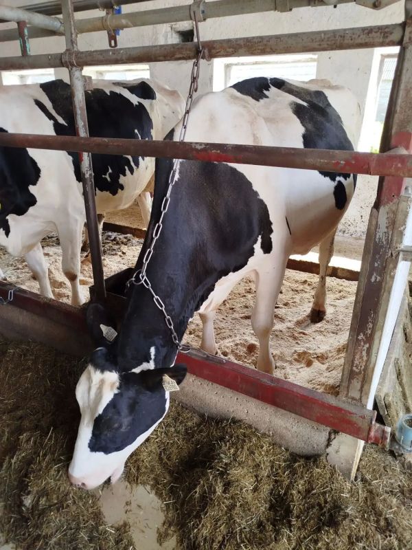 Суточные надои и продуктивность на одну корову выросли на гатчинском сельхозпредприятии благодаря бережливым нововведениям Суточные надои и продуктивность на одну корову выросли на гатчинском сельхозпредприятии благодаря бережливым нововведениям