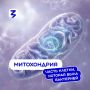 А вы знали, что за сутки организм человека вырабатывает столько молекул АТФ, сколько весит он сам