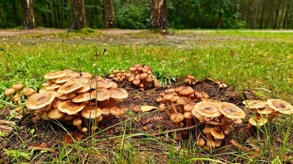 В Ленобласти начался сезон осенних опят В Ленобласти начался сезон осенних опят