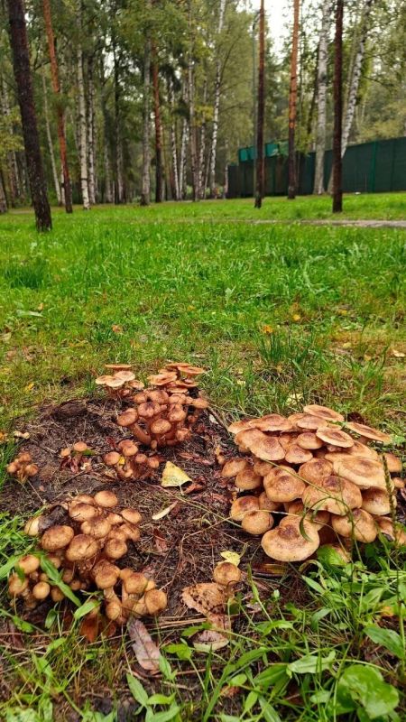 В Ленобласти начался сезон осенних опят В Ленобласти начался сезон осенних опят