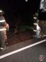 Автобус с пассажирами сбил лося в Лодейнопольском районе Ленобласти