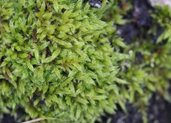 �������� ��� �� ������: ��� ������?