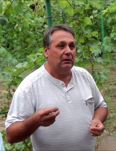 Виноград Бажена: Новый стандарт в мире раннеспелых сортов