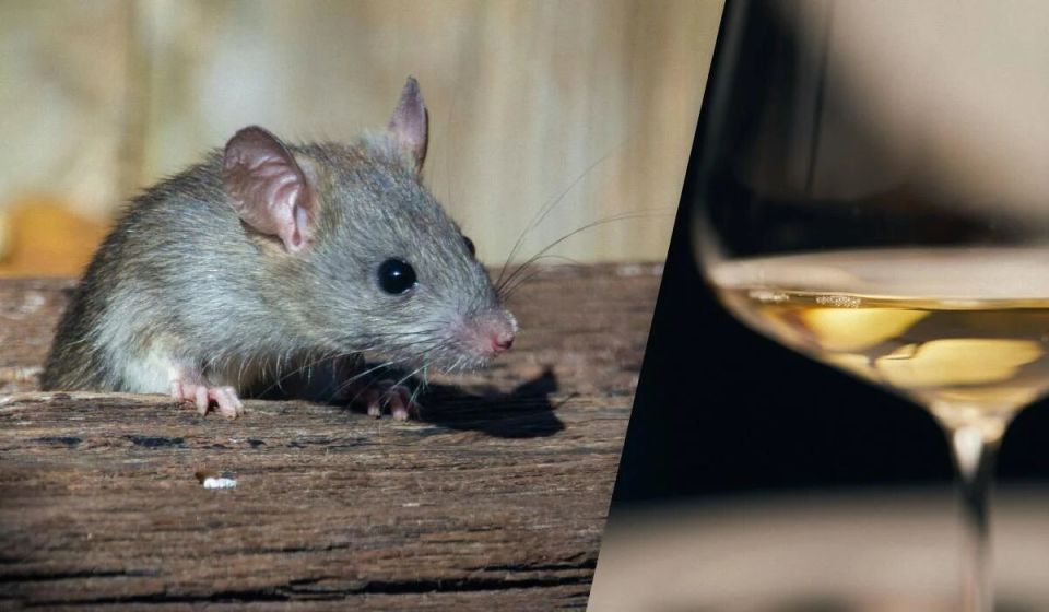 Крысы-сомелье: как грызуны удивили ученых своими винными предпочтениями