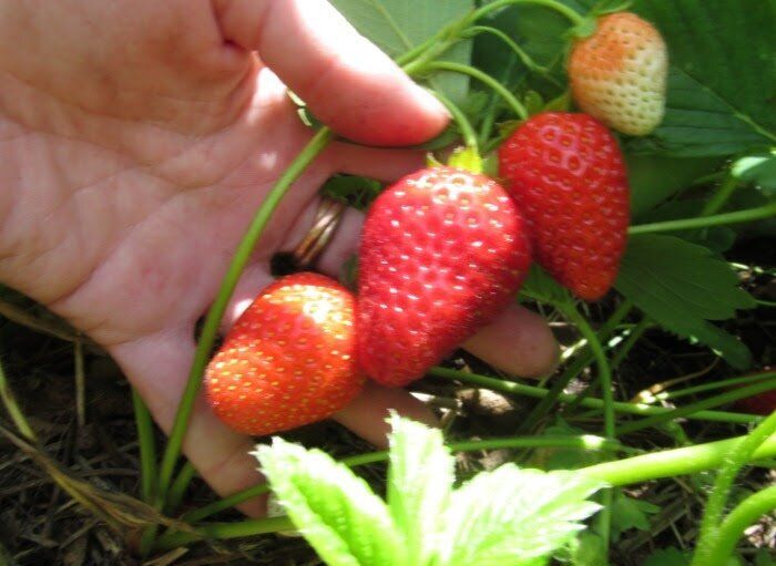 Клубника в вашем саду: избегаем проблем и увеличиваем урожай с тремя хитростями агрономов