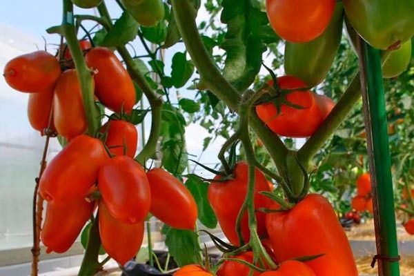 Томаты сорта Жара: всё, что нужно знать осенью 2025 года